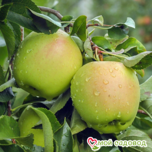 Яблоко-груша Голден Делишес в Боброве